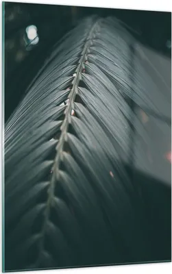 Produktbild von Bilder auf glas - Einteilig - Blatt Palme exotisch - 50x70cm - Glasbilder - Wandbilder - Bilder - zum Aufhängen bereit - Wanddekoration aus Glas - Glas Bilder - Wandbild auf Glas - GPA50x70-4907