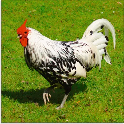 Produktbild von ARTland Glasbild Gepunktetes Huhn Größe: 40x40 cm
