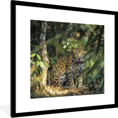 Produktbild von MuchoWow® Gerahmtes Poster Versteckter Jaguar im Dschungel 40x40 cm - Poster mit Schwarzem Bilderrahmen Wandposter Rahmen Foto Bilder - Poster - Plakat im Rahmen