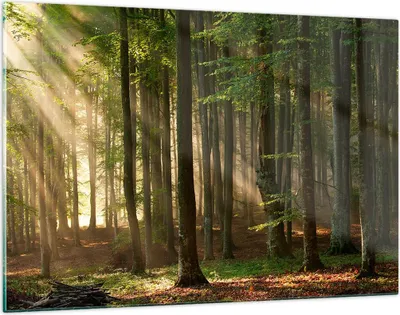 Produktbild von Bilder auf glas - Wald Baum Natur - 120x80cm - Glasbilder - Wandbilder - Kunstdruck - zum Aufhängen bereit - Wanddekoration aus Glas - Glas Bilder - Wandbild auf Glas - Einteilig - GAA120x80-3628