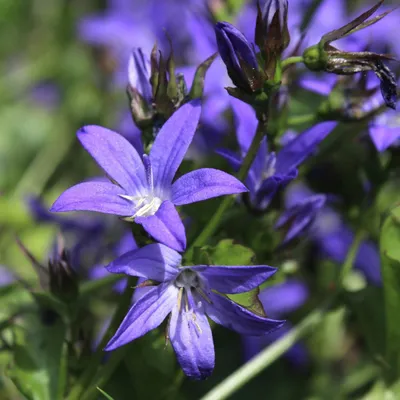 Produktbild von Campanula poscharskyana 6 Pflanzen Polster-Glockenblume 10-25cm Ø9cm Winterharte