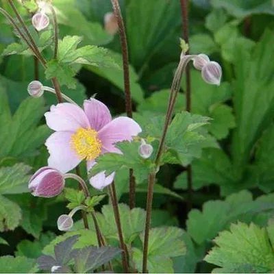 Obrázek produktu pro 6 x podzimní sasanka  - Anemone hupehensis 'September Charm'  | Květináč 9 cm x 9 cm