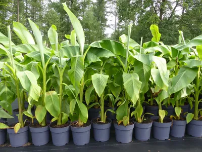 Produktbild von Bananenstaude Banane Musa Basjoo 120 - 150 cm winterhart Staude japanische Faserbanane