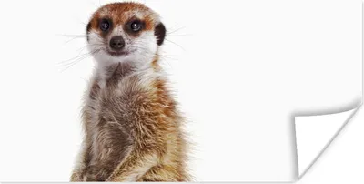 Produktbild von MuchoWow® Poster Erdmännchen - Tiere - Fell 160x80 cm - Foto Poster