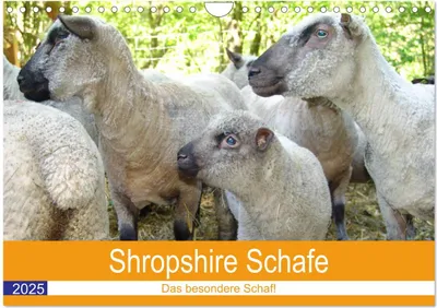 Produktbild von Shropshire Schafe (Wandkalender 2025 DIN A4 quer), CALVENDO Monatskalender
