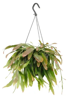 Zdjęcie produktu dla Rhipsalis Red Coral - 25cm - Ø17cm - Roślina doniczkowa - Zimozielony - Kaktusy i sukulenty
