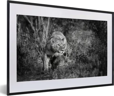 Produktbild von MuchoWow® Gerahmtes Poster Löwin - Jagen - Tiere 60x40 cm - Poster mit Schwarzem Bilderrahmen Wandposter Rahmen Foto Bilder - Schlafzimmer - Plakat in Rahmen - Drucken