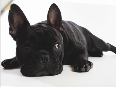 Produktbild von ARTland Wandbild, selbstklebend Bulldogge Größe: 60x45 cm