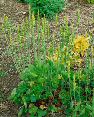 Produktbild von Heuchera cylindrica 'Greenfinch', Purpurglöckchen, grün, ca. 9x9 cm Topf