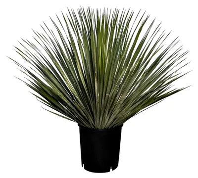 Produktbild von Yucca Rostrata Palmlilie - Winterharte Pflanze bis -20°C - Geeignet für Garten und Terrasse