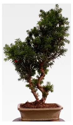 Produktbild von Bonsai - Taxus media, Eibe 220/65