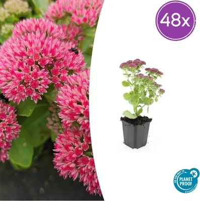 Zdjęcie produktu dla Sedum 'Herbstfreude' | 48 roślin - 10-25cm - Ø9cm - Roślina ogrodowa