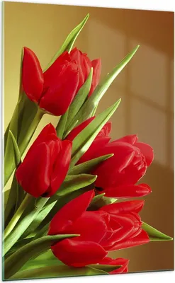 Produktbild von Bilder auf glas - Einteilig - Tulpen Blumen Feld Plantage - 70x100cm - Glasbilder - Wandbilder - Bilder - Wanddekoration aus Glas - Glas Bilder - Wandbild auf Glas - GPA70x100-0962