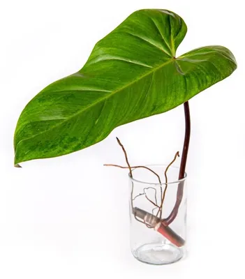 Obrázok produktu pre Gardners Philodendron Red Emerald - odrezky na zakorenenie