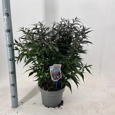 Immagine prodotto di Strobilanthes anisophyllus Brunetthy ('Lankveld15'PBR) - Strobilanthe | 40-45 cm in vaso