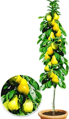 A potted columnar pear tree with many ripe pears and green leaves.