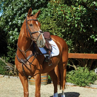 Obrázek produktu pro Collegiate - Uzdečka "Comfitec Grackle", kůže WB1972 (Full) (Brown)