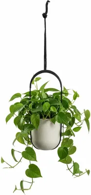 Immagine prodotto di HowHomely | Vaso da fiori sospeso - Vaso da fiori - beige - L18xH17 cm - Vaso per piante - Pratico - Vaso sospeso