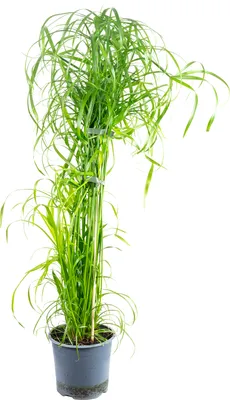 Produktbild von Wasserliebendes Zyperngras - Cyperus alternifolius - ca. 55 cm hoch, Topf-Ø 14 cm
