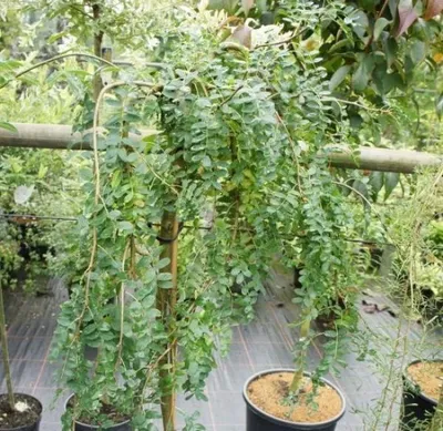 Produktbild von Hochstamm Gemeiner-Hängender-Erbsenstrauch - Caragana arborescens Pendula - Stamm 80cm + Krone