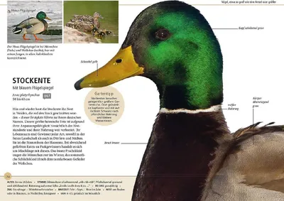Image de Gartenvögel lebensgroß