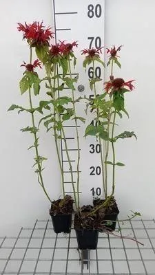 Obrázok produktu pre 6 x Monarda hybr. 'Gardenview Scarlet' - indická žihľava - kvetináč 9 x 9 cm