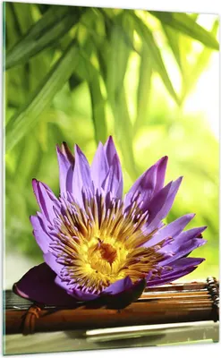 Produktbild von Bilder auf glas - Einteilig - Asien spa bambus blume - 70x100cm - Glasbilder - Wandbilder - Bilder - zum Aufhängen bereit - Wanddekoration aus Glas - Glas Bilder - Wandbild auf Glas - GPA70x100-2476
