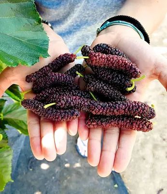 Hands holding a bunch of dark purple mulberries with green stems.