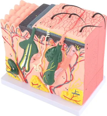 Obrázek produktu pro Zvětšený model kůže, model anatomie kůže, model kůže 50X, model lidské kůže, laboratorní model kůže