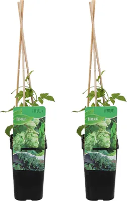 Produktbild von 2er-Set - Humulus Lupulus - Hopfenpflanze - geeignet zum Bierbrauen - Kletterpflanzen - Gartenpflanzen - winterhart - Topf 15 cm - 70-80 cm hoch