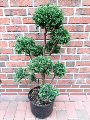 Produktbild von Gartenbonsai Chamaecyparis obtusa Draht 110–120 cm – immergrün, winterhart, Formpflanze für Garten & Terrasse