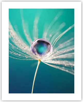 Produktbild von Poster - Poster ohne Rahmen - Pflanze Natur - 40x50 cm - Wand Bild - Wanddeko - Wandbilder - Kunstposter - Wandposter - Bilder - Kunstdruck - Wanddekoration - Wandbild - P2XPA40x50-3991