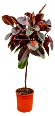 Produktbild von Ficus Elastica Belize am Stamm - Gummibaum - Zimmerpflanze - Höhe 120-140 cm - Topfgröße Ø24 cm