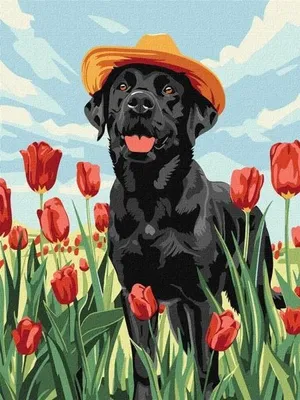 Produktbild von Malen nach Zahlen – Bezaubernder Labrador, 30 x 40 cm – Ideyka