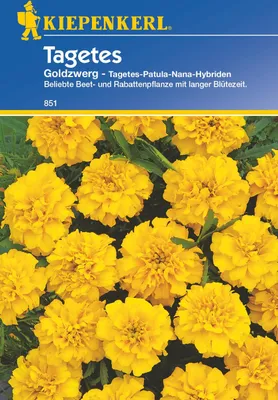 Produktbild von Kiepenkerl Studentenblumensamen Goldzwerg