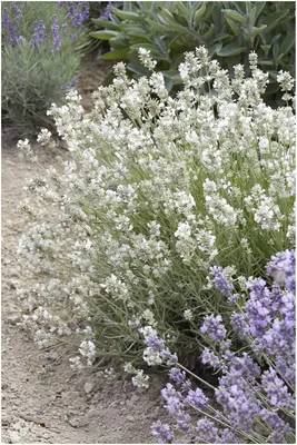 Produktbild von 1 x Lavandula angustifolia 'Alba' (Staude/Stauden/Winterthart/Mehrjährig) Echter Lavendel - Stecklingsvermehrt - tolle weiße Blüten - Stauden Gänge