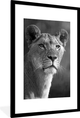 Produktbild von MuchoWow® MuchoWow® Gerahmtes Poster Porträt einer jungen Löwin vor verblasstem Hintergrund - schwarz und weiß 60x90 cm - Poster mit zchwarzem Bilderrahmen - Dekoration - Wandposter Wohnzimmer - Hochw