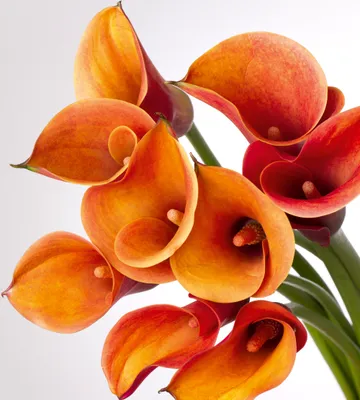 Produktbild von Fototapete - Calla 225x250cm - Vliestapete