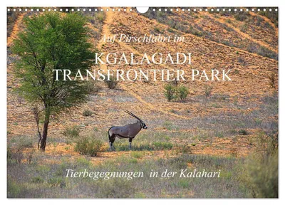 Produktbild von Auf Pirschfahrt im Kgalagadi Transfrontier Park (Wandkalender 2027 DIN A3 quer), CALVENDO Monatskalender
