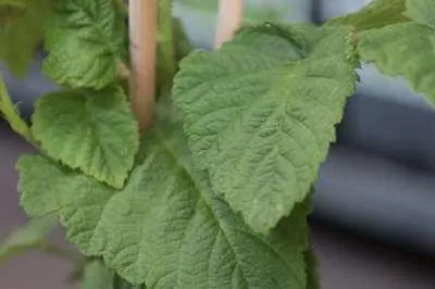 Immagine prodotto di Rubus 'Tayberry' - Tayberry | 25 cm in vaso