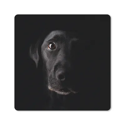Produktbild von MuchoWow® Mauspad Mousepad Ein schwarzer Labrador Retriever auf schwarzem Hintergrund 20x20 cm - Mousepads - Maus Mat - Pad - Mausunterlage - Desk Mat - Bureauartikeln