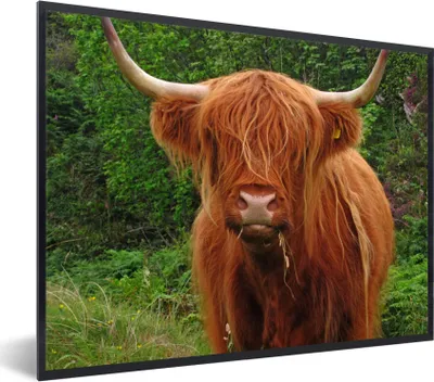 Produktbild von MuchoWow® MuchoWow® Gerahmtes Poster Schottisches Hochlandrind - Kuh - Gras 40x30 cm - Poster mit zchwarzem Bilderrahmen - Kunstposter - Wanddekorationen