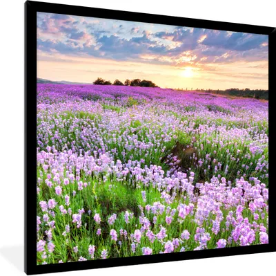 Produktbild von MuchoWow® Gerahmtes Poster Lavendel - Blumen - Sonnenuntergang - Lila - Wiese 40x40 cm - Poster mit Schwarzem Bilderrahmen Wandposter Rahmen Foto Bilder - Mit Rahmen - Wanddekoration Schlafzimmer