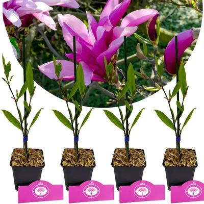 Obrázok produktu pre Sada 4 magnólií - Magnólia 'Betty' - výška 35cm - 9cm kvetináč