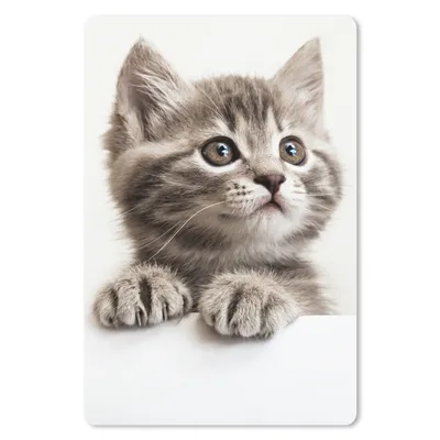 Produktbild von MuchoWow® Mauspad Mousepad Katze - Grau - Tiere 18x27 cm - Mousepads - Maus Mat - Pad - Mausunterlage
