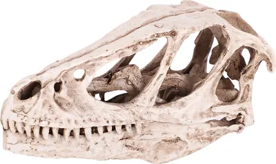 Obrázek produktu pro Model lebky dinosaura ze syntetické pryskyřice, simulovaná kostra zvířete, dekorace pro domácnost nebo kancelář, řemeslný a výukový materiál