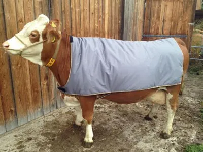 Produktbild von Kerbl Thermodecke für Kühe, reißfest, wasserdicht und atmungsaktiv, 155 cm