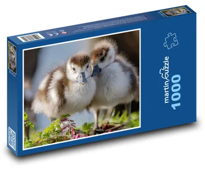 Produktbild von Puzzle 1000 Nilgans Küken - martinpuzzle