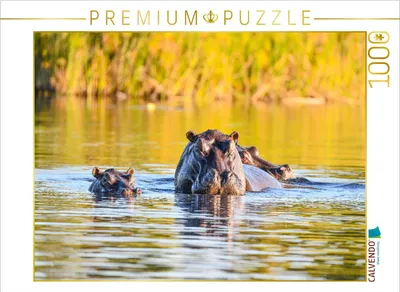 Produktbild von CALVENDO Puzzle Nilpferdfamilie | 1000 Teile Lege-Größe 64x48cm Foto-Puzzle für glückliche Stunden