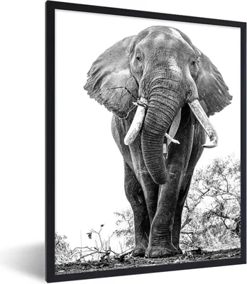 Produktbild von MuchoWow® Gerahmtes Poster Essender Elefant - schwarz und weiß 30x40 cm - Poster mit Schwarzem Bilderrahmen Wandposter Rahmen Foto Bilder - Wanddeko - Kunstdrucke